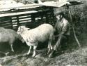Bača Silvester Kramár na Lúčanských lúkach, (70 ro Bača Silvester Kramár na Lúčanských lúkach, (70 ro