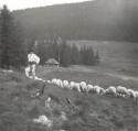 Bača Ján Spišák v Mlynovici, (70-te roky 20 st.) Bača Ján Spišák v Mlynovici, (70-te roky 20 st.)